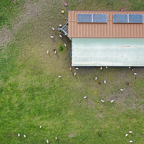 Kanton Zürich hebt alle Massnahmen gegen Vogelgrippe auf