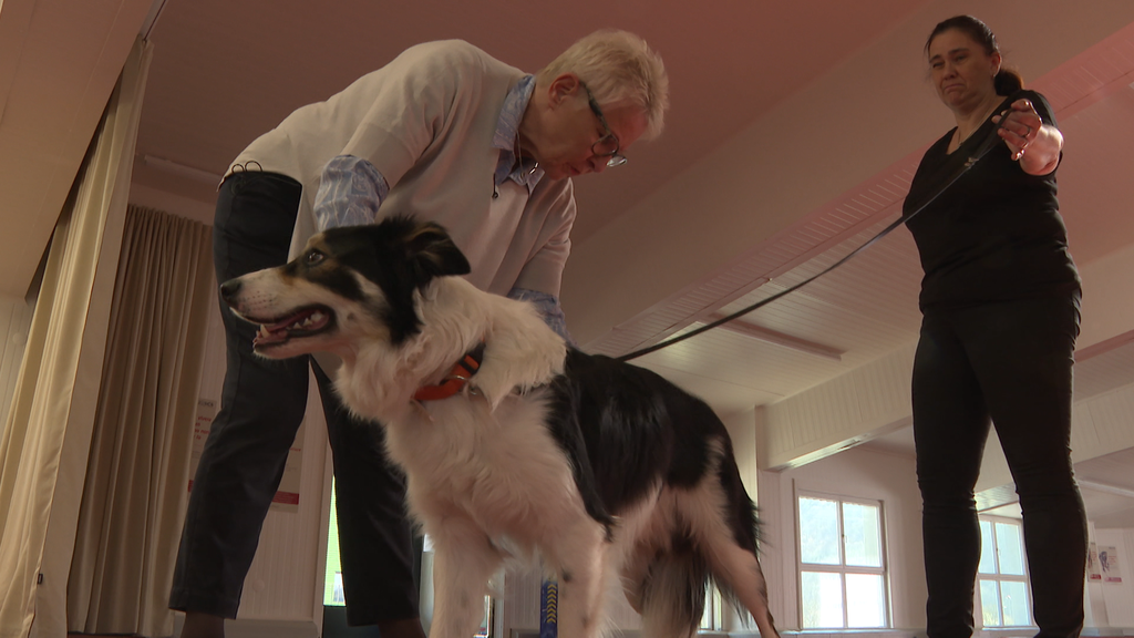 Zuchtzulassungspruefung fuer Hunde