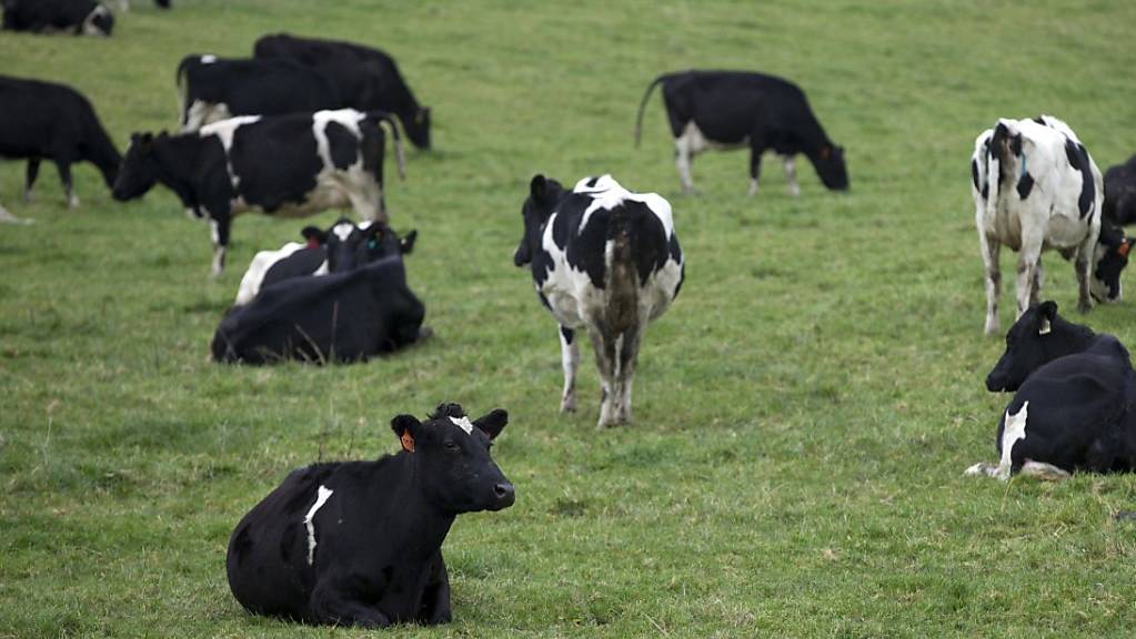 150'000 von insgesamt rund 10 Millionen Rinder auf Neuseeland werden in den kommenden zwei Jahren geschlachtet. Grund ist die Verbreitung des Erregers Mycoplasma bovis. (Themenbild)
