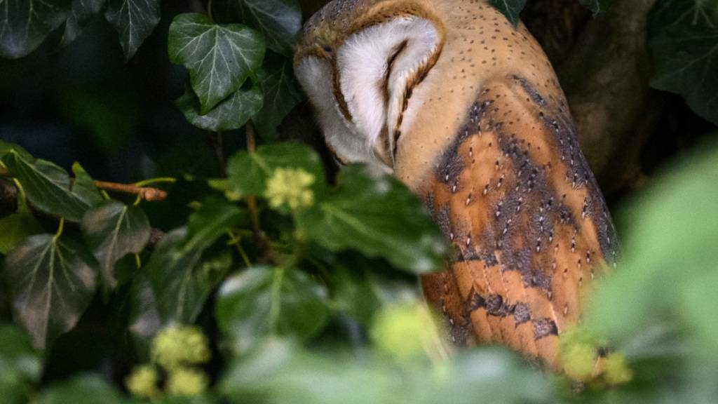 Die Jungvögel der Schleiereulenpaare, die am besten zusammenarbeiten, haben laut einer neuen Studie bessere Chancen, flügge zu werden. (Archivbild)