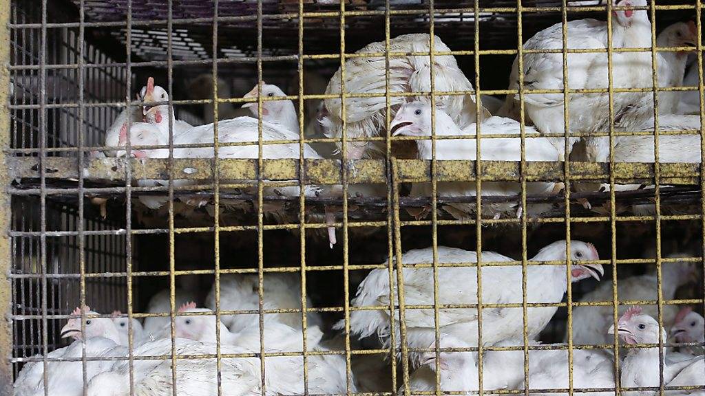 In China soll der Verkauf von lebendem Geflügel schrittweise verboten werden. (Archivbild)
