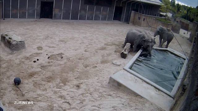 Elefantenbulle wirft Jungtier ins Wasser