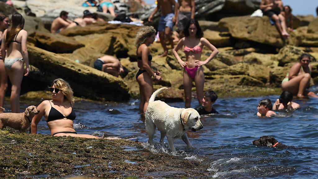 A dog cools off in the water during heatwave conditions at Bondi Beach in Sydney, Saturday, November 28, 2020. (AAP Image/Joel Carrett) NO ARCHIVING