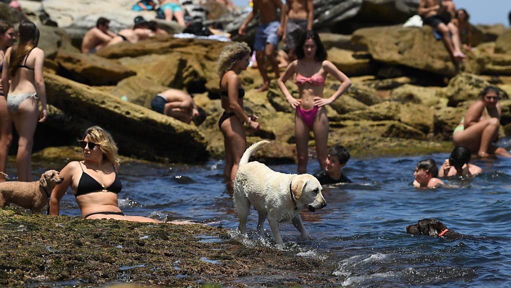 A dog cools off in the water during heatwave conditions at Bondi Beach in Sydney, Saturday, November 28, 2020. (AAP Image/Joel Carrett) NO ARCHIVING