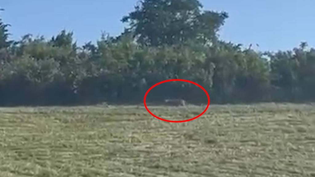 Video soll Puma in Sachsen-Anhalt zeigen – Behörden starten Suchaktion