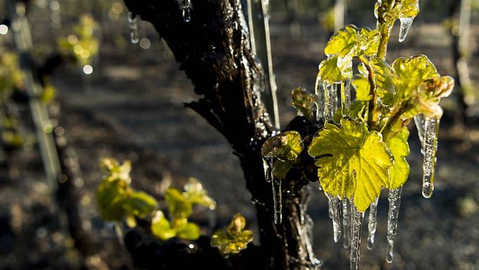 Alles gut beim Wein: Reben bleiben vom Frost verschont