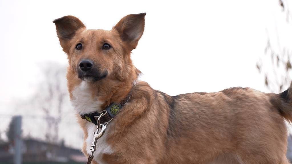 Lubo