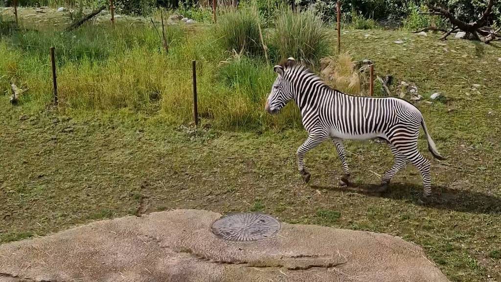 Neuer Zebra-Hengst mischt den Zoo Zürich auf