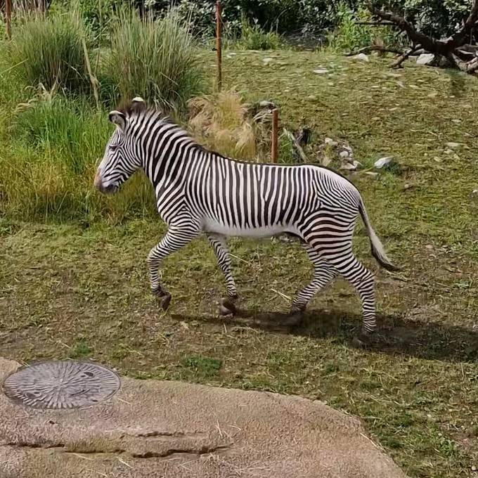 Neuer Zebra-Hengst mischt den Zoo Zürich auf