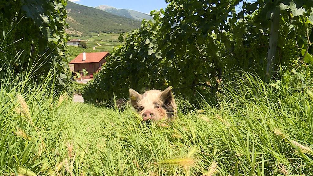 Schweine als Rebberg Pfleger