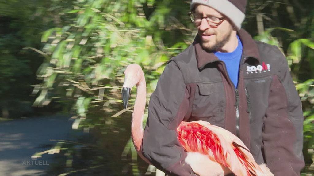 Flamingo-Züglete: Zoo Zürich baut eine neue Volière