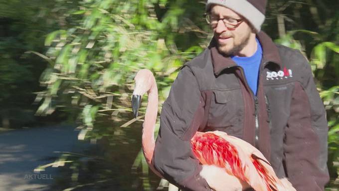 Flamingo-Züglete: Zoo Zürich baut eine neue Volière
