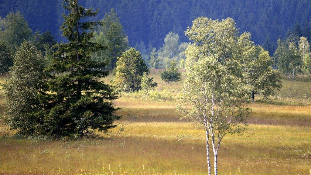 Grösstes Hochmoor der Schweiz spürt Trockenheit bei Flora und Fauna