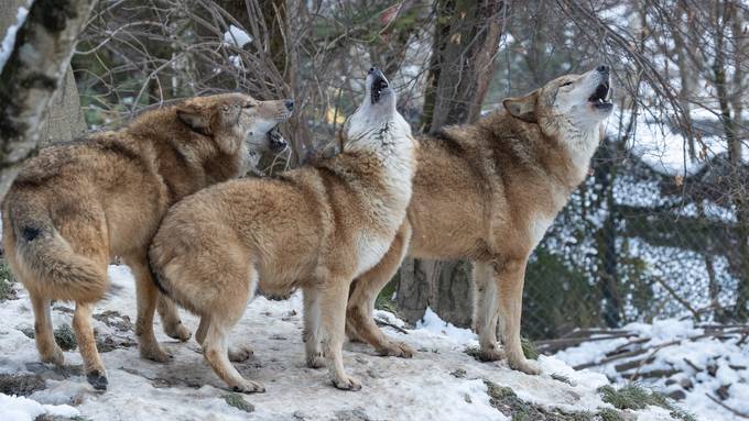 Wölfe sind aus dem Zoo Zürich in den Tierpark Biel gezügelt