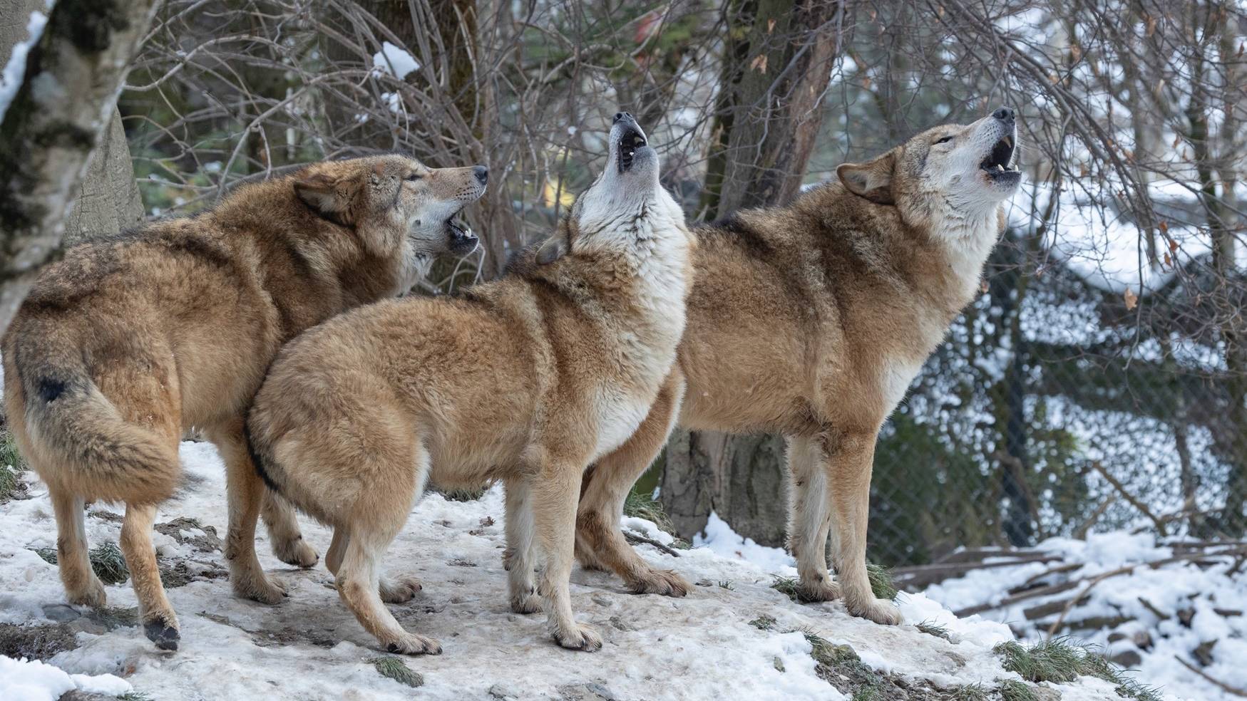 Drei Wölfe aus dem Zoo Zürich leben neu im Tierpark Biel.