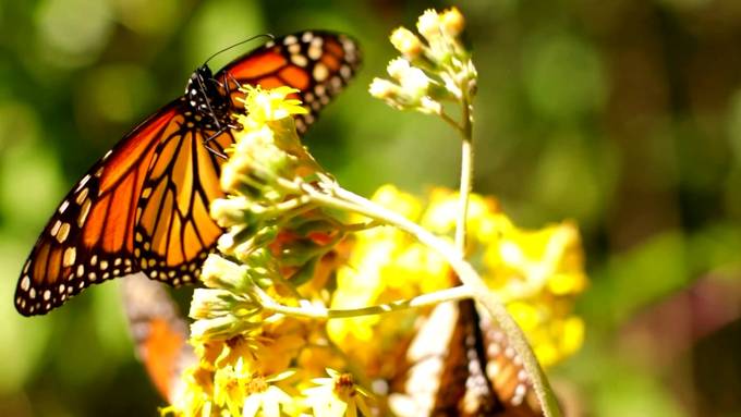 Hunderte Schmetterlinge bringen Wälder in Mexiko zum Leuchten