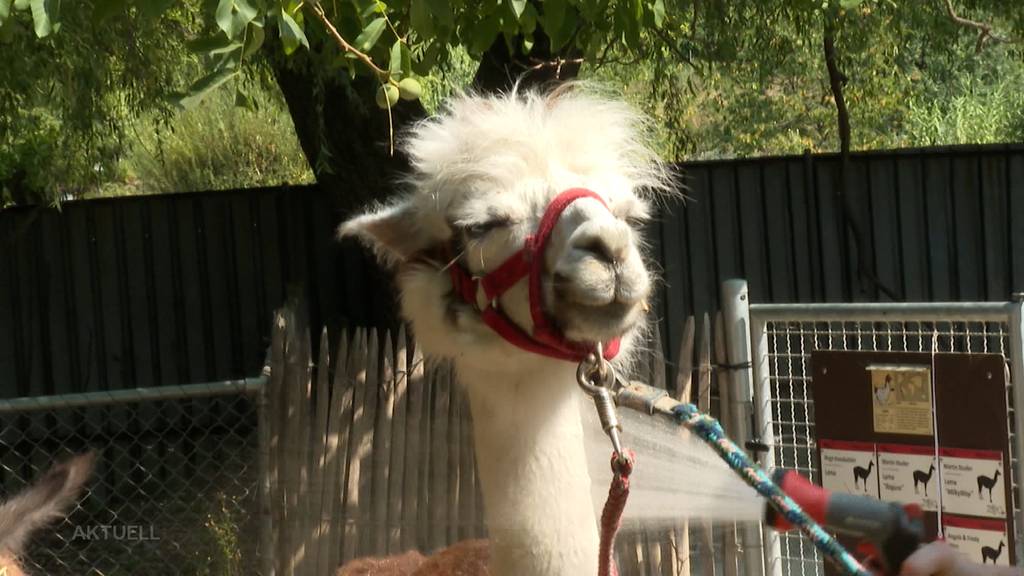 So erleben die Tiere im Zoo Hasel die Hitze