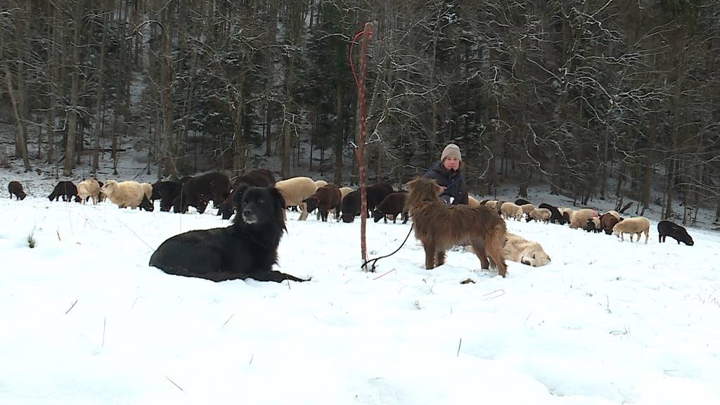 Sarah Müri ist Schafhirtin und zieht mit ihrer Herde während den Wintermonaten im Baselbiet von Weide zu Weide.