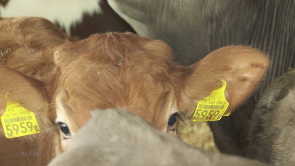 Kritik: Ein geplanter Mastbetrieb für bis zu 4’000 Kälber in Hunzenschwil stösst auf starken Widerstand