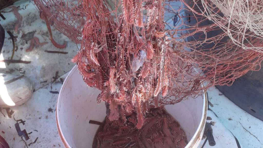 Die Feuerwürmer wurden an der Küste in Italien gefunden.