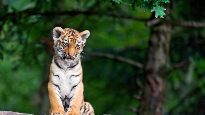 Tigerbabys und Co.: Tierbeobachtungen rund um den Globus