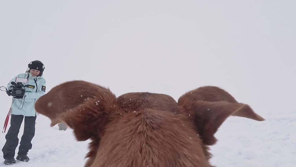 Lawinenhunde proben im Titlis-Gebiet Ernstfall