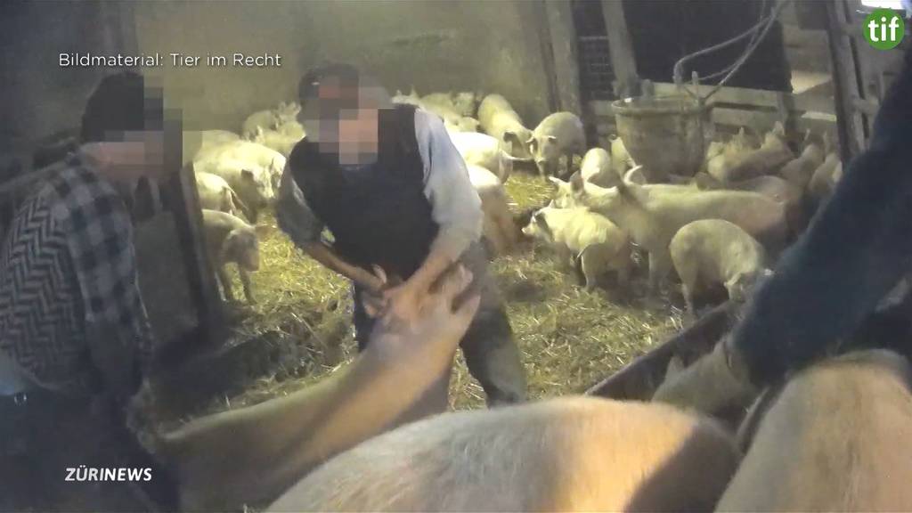 Nach Tierquälerei-Video: Bauernverband wehrt sich gegen Pauschalverdacht