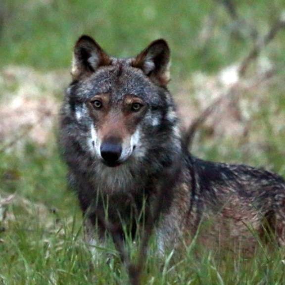 Innert gut einer Woche zehn Wölfe im Wallis abgeschossen