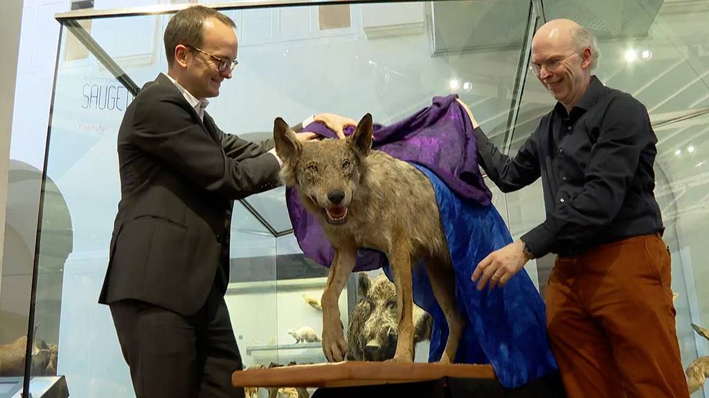 Zürcher Wolf zieht ins Zoologische Museum der Uni Zürich ein