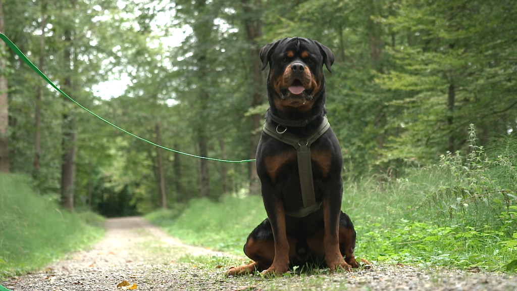 Ursus
