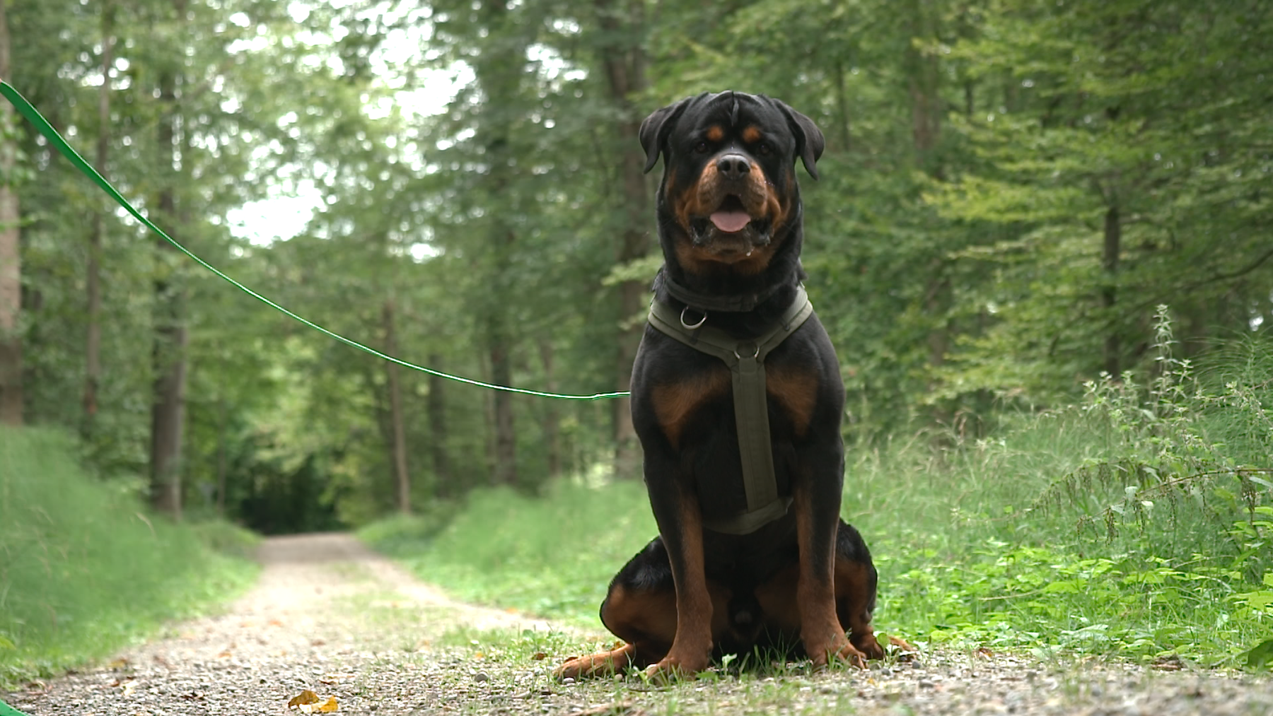 Ursus