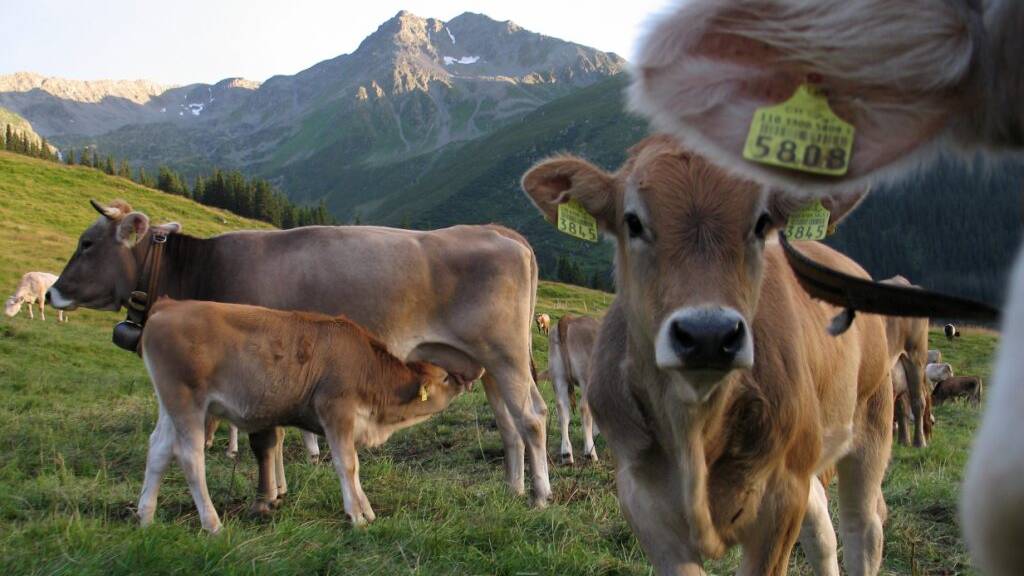 Nicht anfassen: Kühe sind an sich friedliche Wesen, sie verteidigen aber ihre Kälber und können für Wanderer gefährlich werden. (Archivbild)