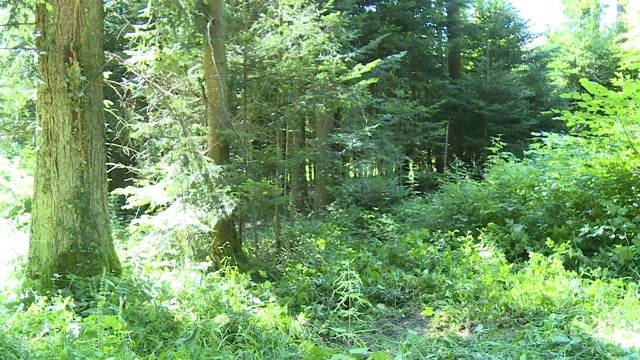 Tote Frau im Wald