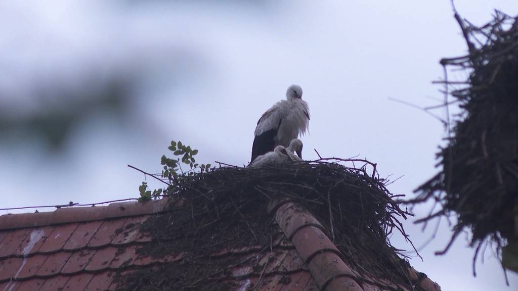 Tierischer Rekord in Uznach: So viele Storchenbabys wie noch nie