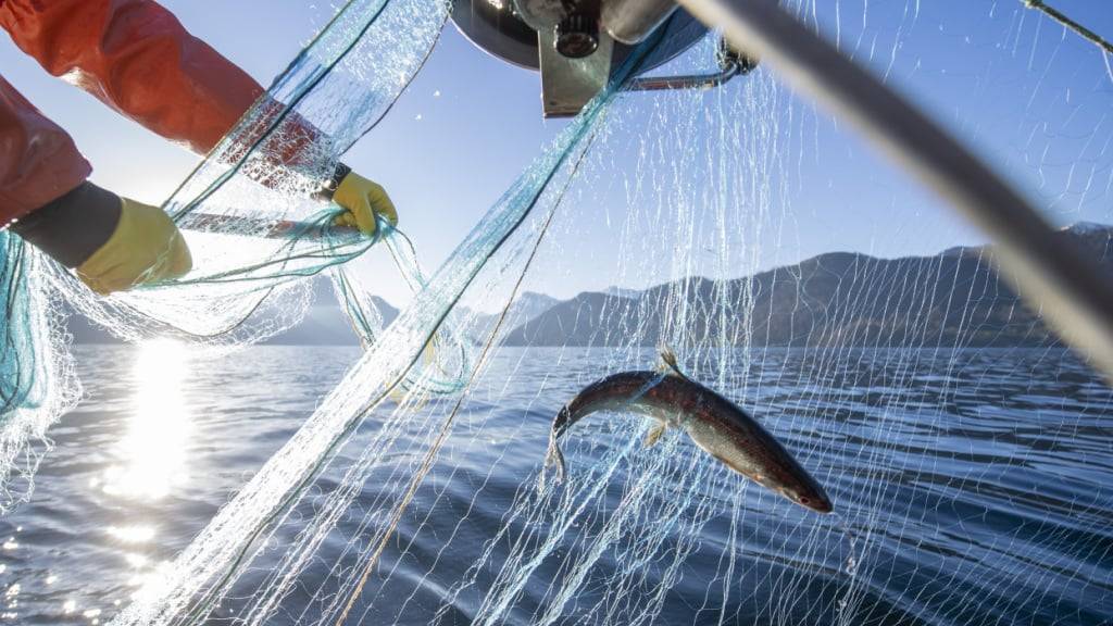 Ein Berufsfischer auf dem Vierwaldstättersee mit seinem Fischernetz. Die Fische sind primär für die Fischmärkte in und um die Stadt Luzern bestimmt. (Archivbild 2022)