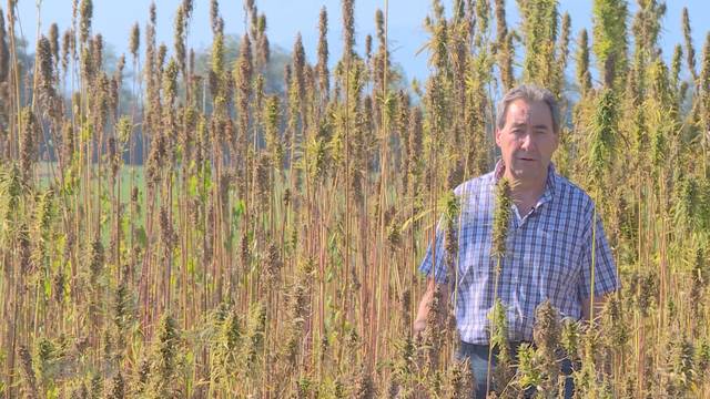 Heinz Siegenthaler strebt Hanf-Legalisierung an