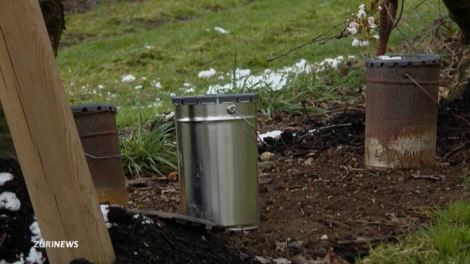 So schützen Zürcher Bauern ihre Obstbäume gegen den Aprilfrost