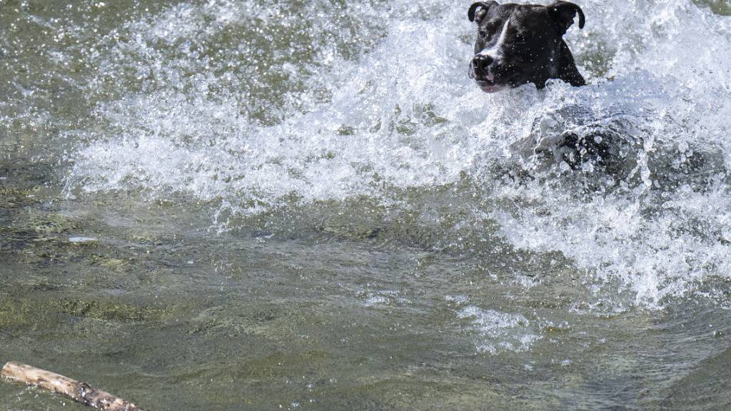 Ein Hund hechtet nach einem Ast in der Emme bei Kirchberg. Der Gewässerrichtplan Emme wird nun in Angriff genommen. (Archivbild)