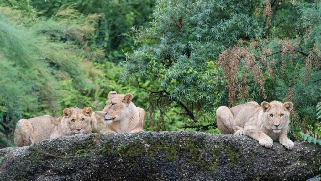 Zwei der drei jungen Basler Löwenmännchen finden im Zoo Leipzig ein neues Zuhause.