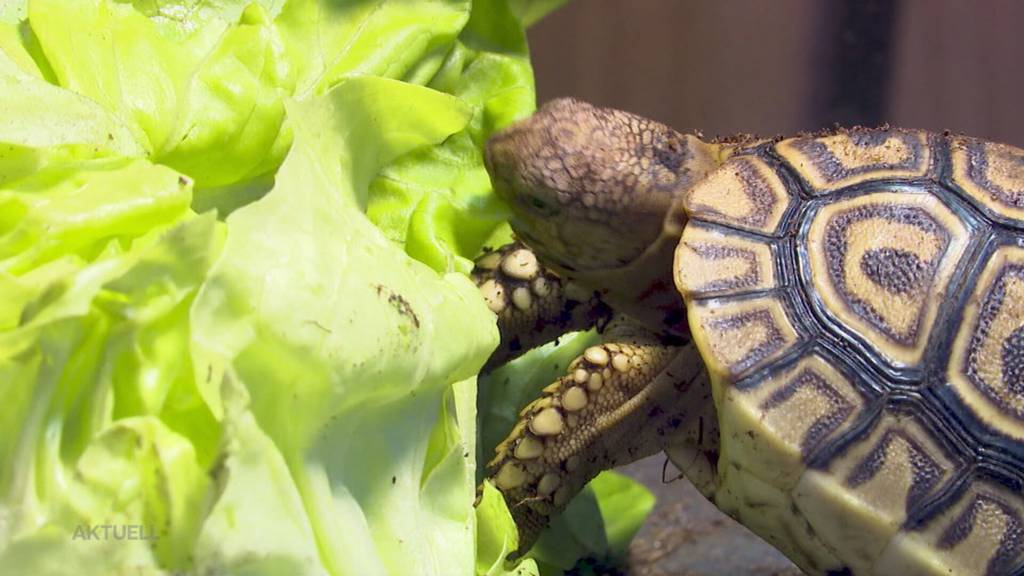 Bedrohte Tierart: Aus einer Tierhandlung in Zuchwil hat jemand 9 junge Schildkröten geklaut