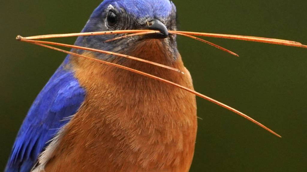 Die blaue Farbe der Federn des Rotkehl-Hüttensängers entsteht durch eine spezielle Struktur der Federn. (Archivbild)