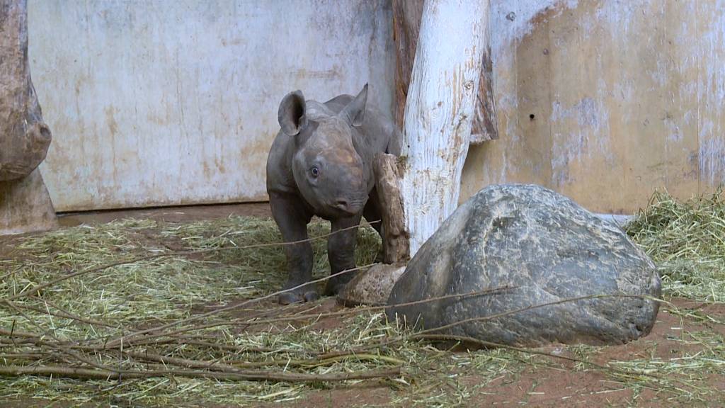 Nashornweibchen aus dem Zoo Zürich ausgewildert