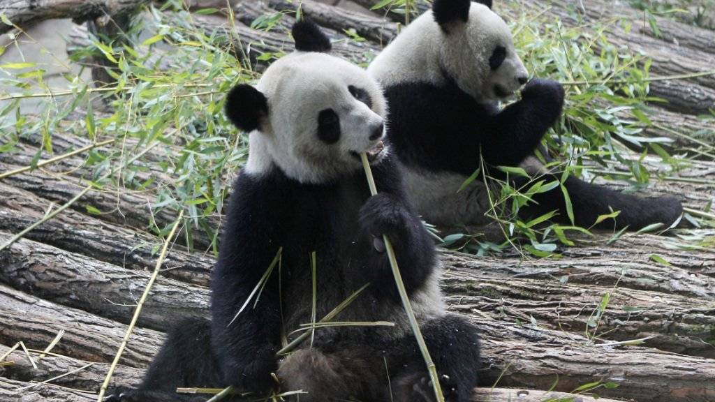 Familienglück: Die zwei Pandabären im Tierpark von Beauval in Zentralfrankreich haben Zwillinge bekommen. (Archivbilld)
