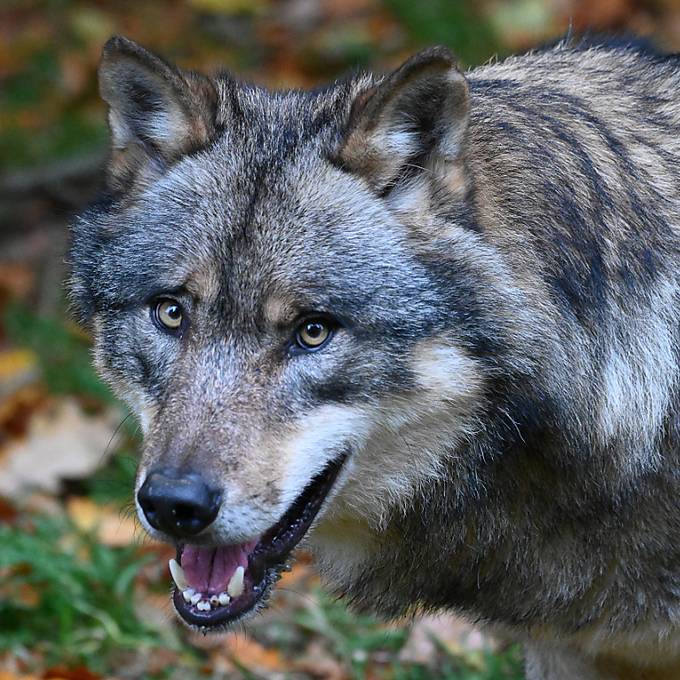 Das Parlament will Wolfsrudel vorbeugend regulieren lassen
