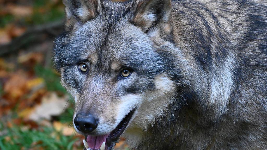 Wildhüter haben nach Schafsrissen im Bündner Safiental einen erwachsenen Wolfsrüden erlegt. Dieser wird nun genetisch untersucht. (Symbolbild)