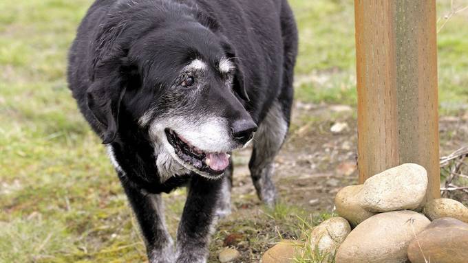 Alte Hunde können auch an Demenz erkranken