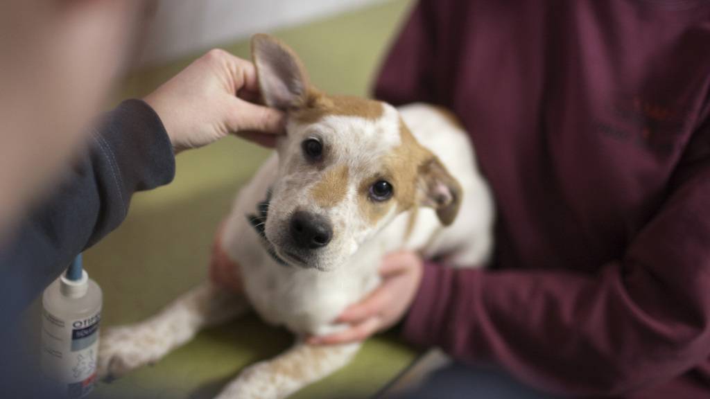 Viele Hundebesitzer übersehen laut einer Studie Anzeichen von Schmerzen bei ihren Tieren. (Symbolbild)