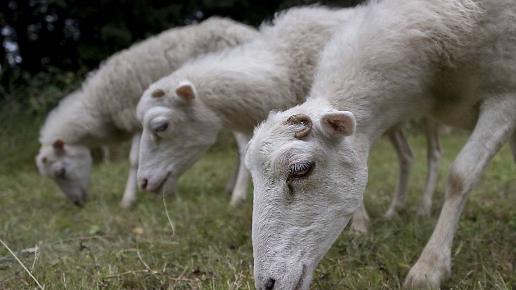 Drei der Skudden-Schafe, die der Basler Stadtgärtnerei bei der Wald- und Wiesenpflege auf dem Friedhof am Hörnli helfen.