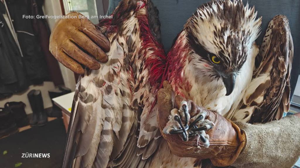 Brüche, Prellungen und kaputte Augen: Verletzte Vögel nach Hagelsturm