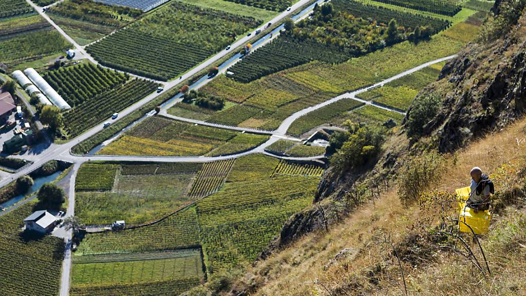 Walliser Rebpflanzenzüchter wollen diesen Winter 600'000 Schösslinge mit heissem Wasser behandeln, um den Weinbauern noch krankheitsresistentere Pflanzen anbieten zu können. Die Massnahme ist laut dem Walliser Weinbauamt in diesem Ausmass schweizweit einzigartig. (Archivbild)